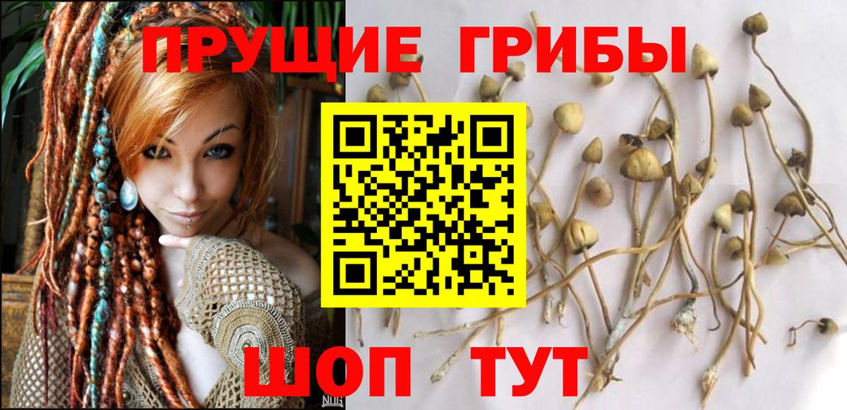 Псилоцибиновые грибы Cubensis Домодедово